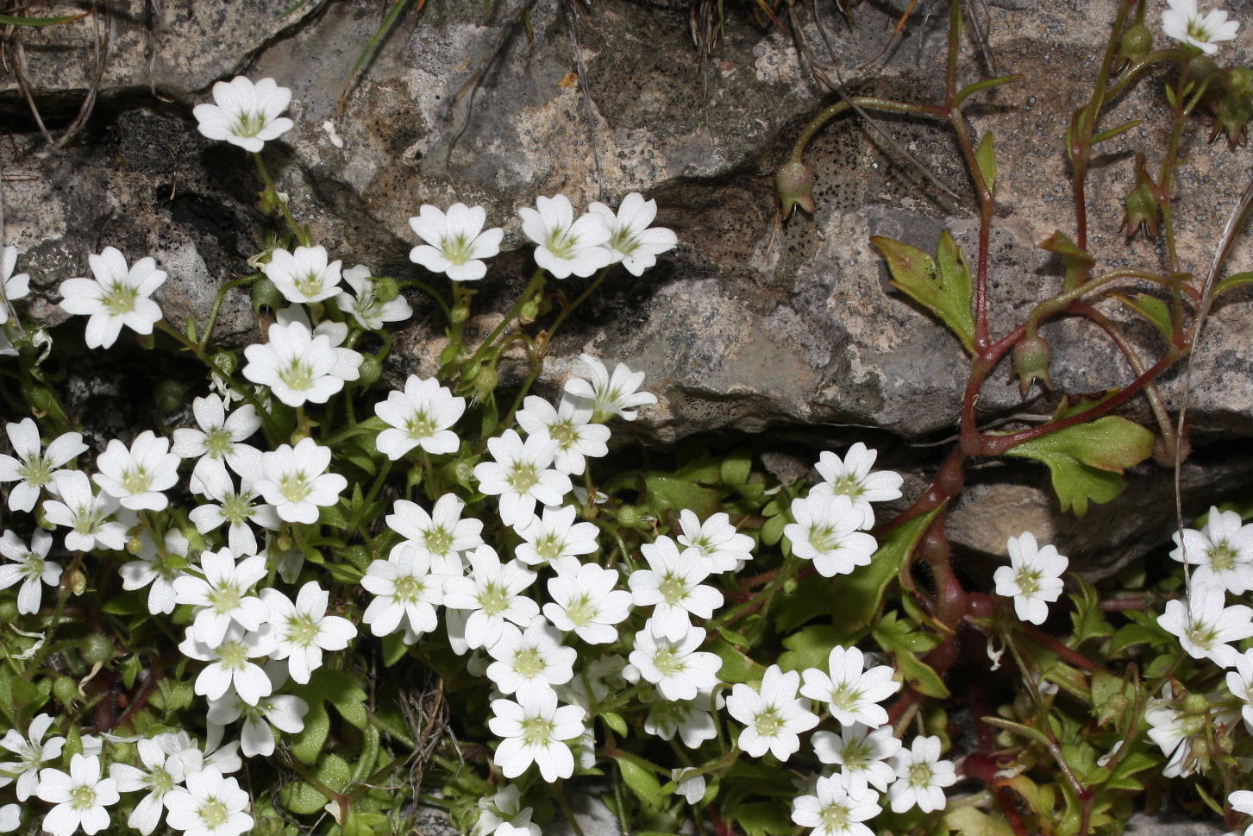 Saxifraga petraea / Sassifraga dei muri